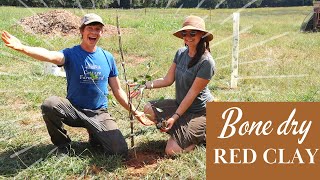 Starting our homestead orchard