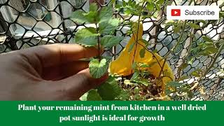 How To Grow Mint at Home