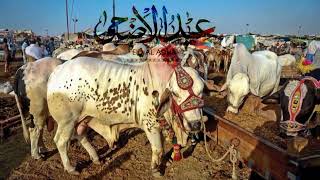 Bakra eid 2023|Eid Ul adha 2023 |Bakra eid mubarak |eid ul adha mubarak| Eid ul adha 2023 status