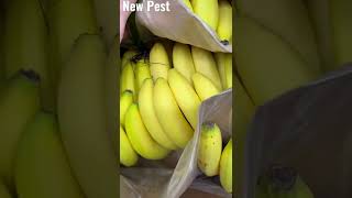 Insect Helps Ripen Banana #animal #insect #tiktok #bug #youtubeshorts #power #respect