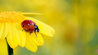 Amazing things about ladybugs you didn’t know