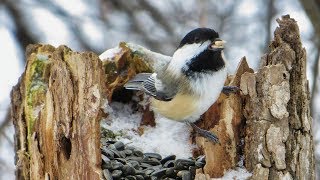 Chickadee Slideshow