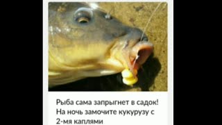 ФИШХАНТ / Fish Hunt ПРИМАНКА ДЛЯ рыбы😎👉(ЛОХОВ)