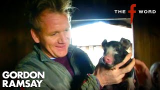 Gordon Learns About Pork 🐷 | The F Word | Gordon Ramsay