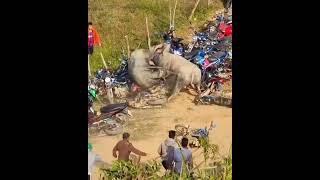 danger !!!!!!!! A giant cow rampages in the motorbike parking lot #viral funny video viral