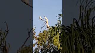 Trinity Beach Australia 2023 Sulfur Crested Cockatoos #1