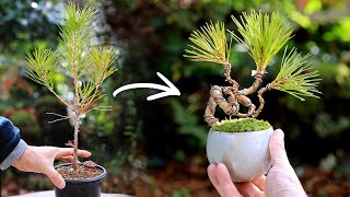 黒松の畳み込み湯呑みミニ盆栽～間延びした黒松をコンパクトに～【Bonsai diary 盆栽日記 12/23】初心者の簡単園芸、盆栽の作り方 ラフィア 黒松 black pine EOS R5