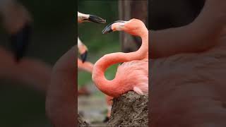 flamingo