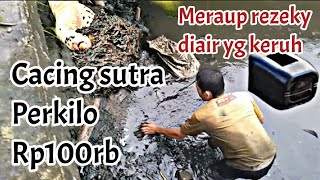 Mencari cacing sutra di parit aliran sungai yg dangkal & keruh