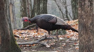 Wild Turkey, Parc Omega