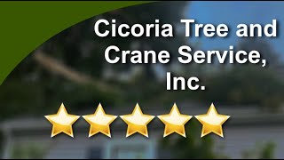 Cicoria Tree Service - 5 Star Review for Tree Service in Beverly