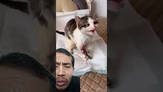 OMG😱 kasian banget kucing ini 😥😥 #cat #catlover #petsswag #kucing  #kitten