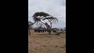 Lion VS Buffalos! 😳