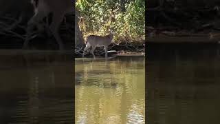 I saw a deer while paddle boarding #nature #calming #relaxing #deer #animals