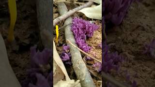 Finding Violet Coral Fungus and More! Clavaria zollingeri #mycology #mushrooms #botany