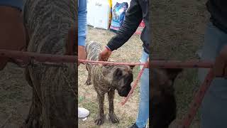 This Cane Corso Can defeat a Kangal Dog || Dangerous Cane Corso