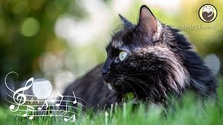 Cat Music - Sounds that Calm Cats, Harp Music and Cat Purring Sounds