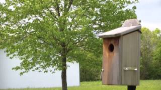 Bluebird - Tree Swallow Interactions 05-06-12