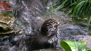 STARLINGS BATHING