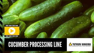 Salatalık İşleme Hattı / Cucumber Processing Line / Γραμμή επεξεργασίας αγγουριού / خط تجهيز الخيار