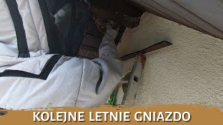 Kolejne letnie gniazdo - usuwanie gniazda - likwidacja gniazda - gniazdo szerszeni - szerszenie