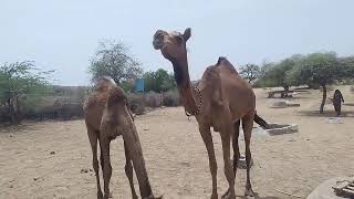 Camels roaming in the Thar Desert and Rajasthan#camellife #camel #rajistan natural resources