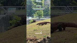 JALAN-JALAN KE KEBUN BINATANG RAGUNAN,ADA KOMODO#shorts#zoo#animals