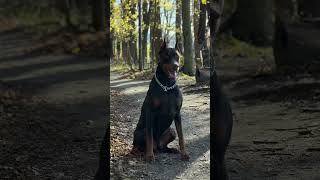 Doberman Pinscher, European Doberman, Red Doberman, #dobby #dobermanpinscher #doglover #doberman