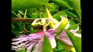 Passiflora incarnata 2014 & Honey bees / Honigbienen