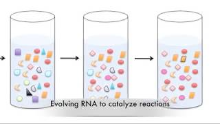 Irene Chen, University of California, Santa Barbara: Evolution and Molecular Design (2018)