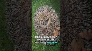 Erizos Europeos (Erinaceus europaeus)🦔