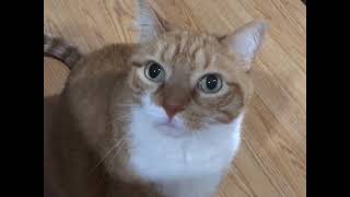 Random Cat Footage (Part 13)