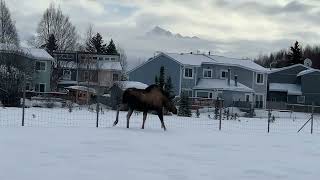 Moose on runway