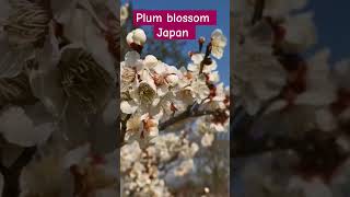 Plum blossom japan. #japan #kyoto #travel #shortsfeed #shortvideo