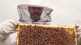 Beekeeping on Bloomberg's Princeton Campus Is Sweet