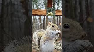 Beautiful Gray Squirrel #squirrelwatching #wildlife #squirrel #cute