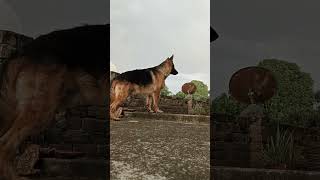 dog barking... German shepherd dog #viral #trending #music #youtubeshorts #shorts #short