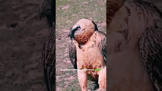 Bearded Vultures with Unique Feeding Habits  - YNS Videos #animals #shortvideo #subscribe #bearded