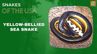 YELLOW BELLIED #sea  #snake  | Fascinating and Elusive