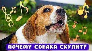 🐕📝🐾 Почему собака скулит?