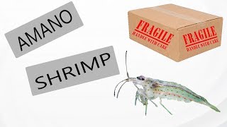 Amano Shrimp: Flip Aquatics Unboxing 2018