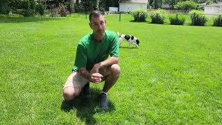 How to adjust your fertilizer program to the weather. Mushrooms & Red Thread.