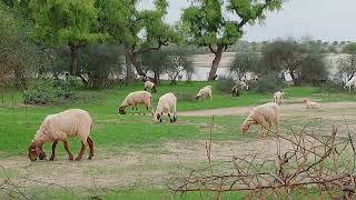 Sheeps are eating grass