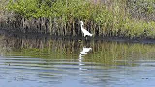 Snowy Egret Showing off Yellow Feet at Merritt Island NWR