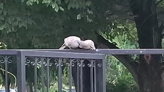 Black collared doves in love #birds #animals #dove #collareddove #pigeon #wild #love #pets #cute