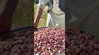 #nature #foodandagriculture #afghanistanculture #rose #afghanvillage #afghanculture #garden