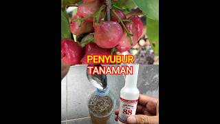 Membuat tanaman agar mudah berbuah