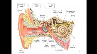 Bio4_Module10_Ch17_Senses 2