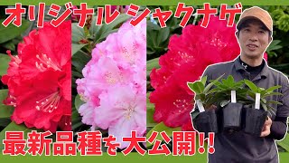 【シャクナゲ】デビュー直前！オリジナルシャクナゲ最新品種【赤塚植物園農場だより】