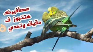 صوت تزاوج البادجي شغل الفديو عشان عصافير تبيض باقرب وقت إنشاء ﷲ